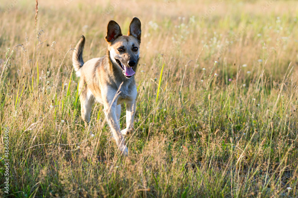Happy dog mongrel runs across the field on a sunny day