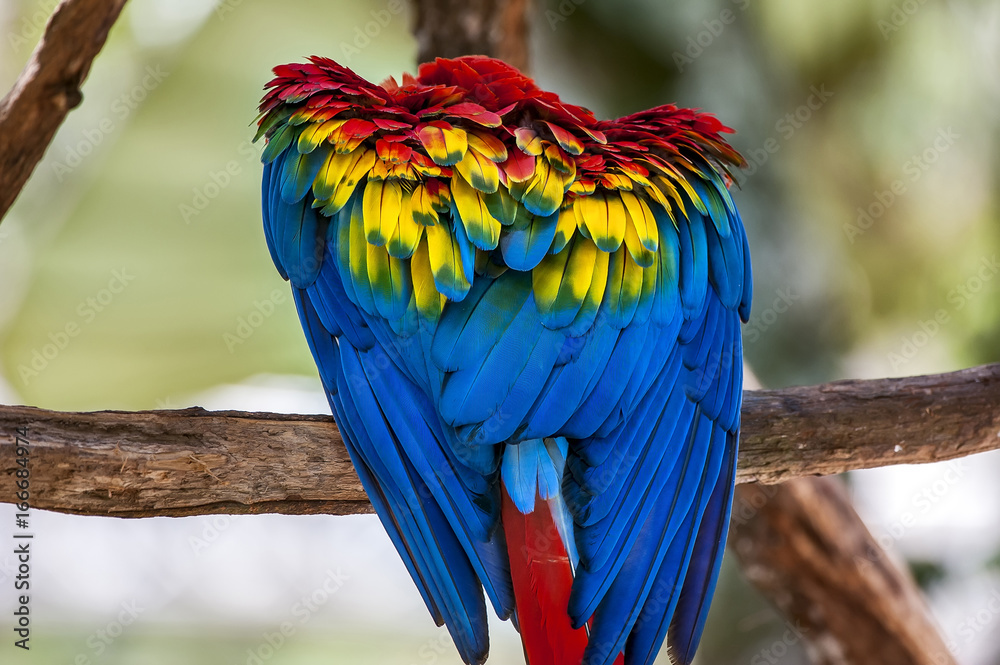 Obraz premium Macaw