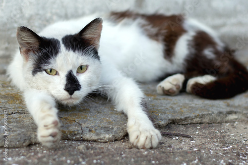 Portrait of a sad homeless cat lying on the pavement on the street
