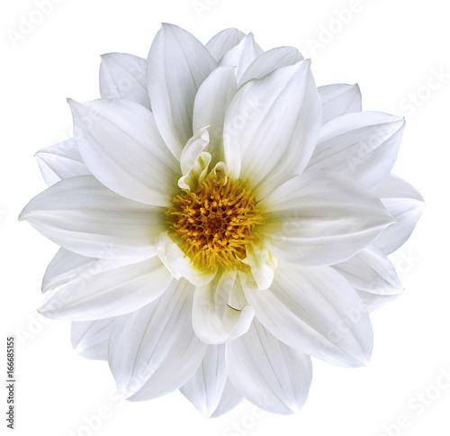 White flower on isolated white isolated background with clipping path. Closeup. Beautiful snow-white flower for design. Dahlia. Nature.