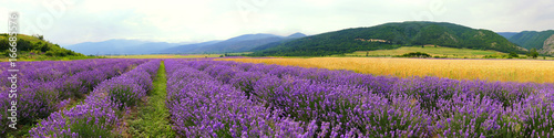 Panorama at the foot of the Balkan Mountains. Lavender bloom levels. Near Kazanlak, Bulgaria soil and climate are excellent for lavender growing.
