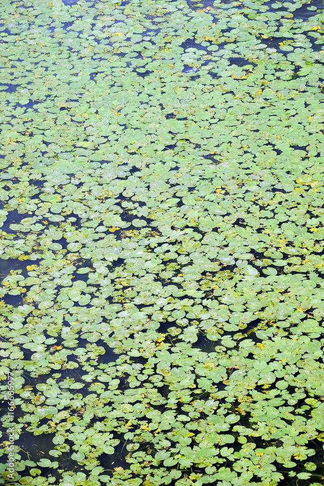 Green carpet from lot of plants with round leaves floating on water surface as background top view Green carpet from lot of plants with round leaves floating on water surface as background top view