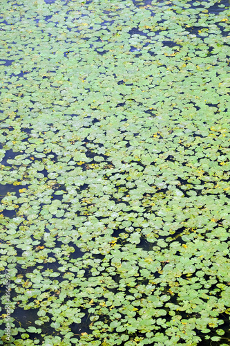 Green carpet from lot of plants with round leaves floating on water surface as background top view