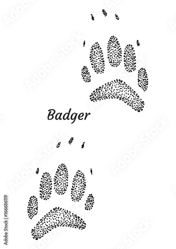 Badger footprint illustration, drawing, engraving, ink, line art, vector