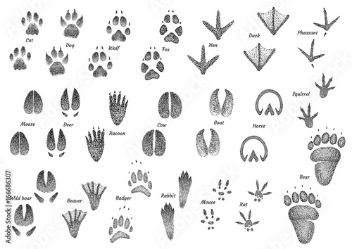 Animal footprint collection illustration, drawing, engraving, ink, line art, vector © jenesesimre