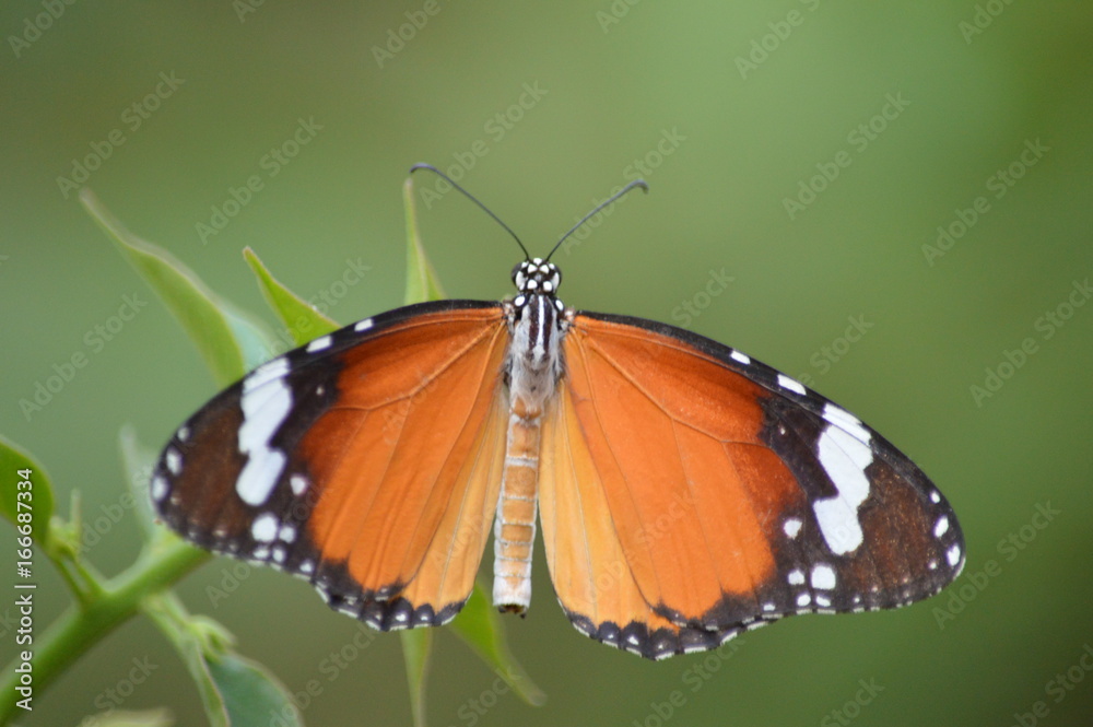 Plain tiger butterfly (Danaus chrysippus) or African monarch Plain tiger butterfly (Danaus chrysippus) or African monarch