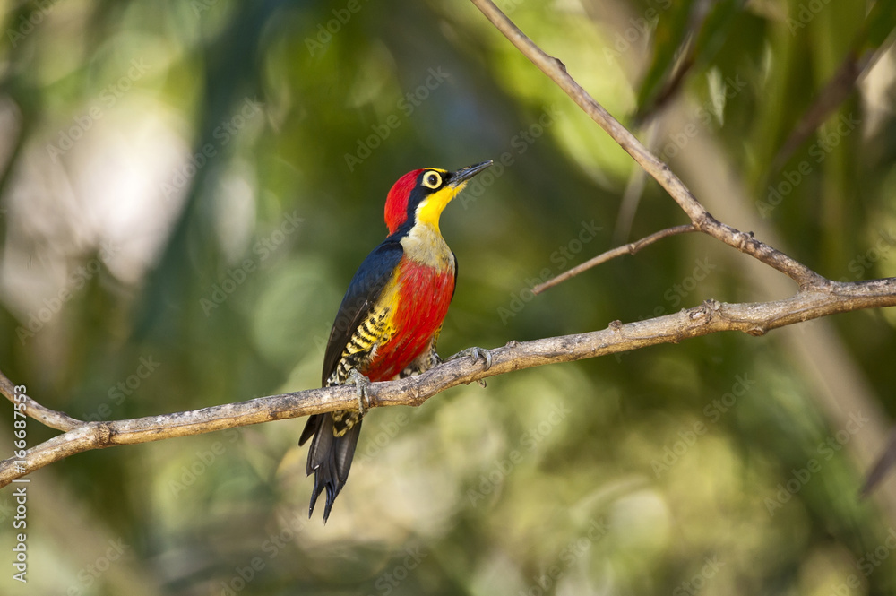 Woodpecker Woodpecker