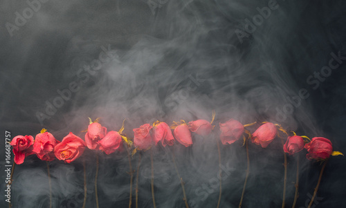 goth style dry roses, black background with smoke