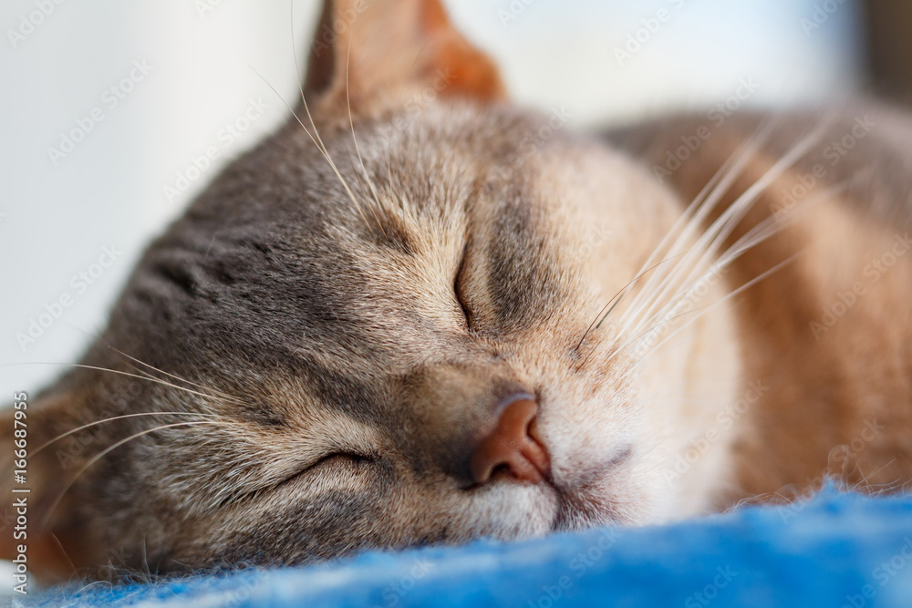 Young abyssinian cat sleeping on a blue plaid closeup