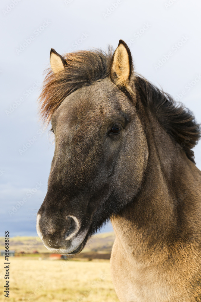 Obraz premium Portrait of an black Iceland Pony
