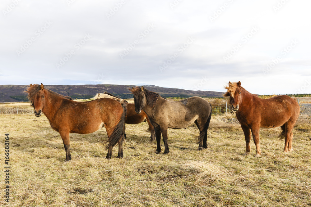 Group of Iceland Ponies