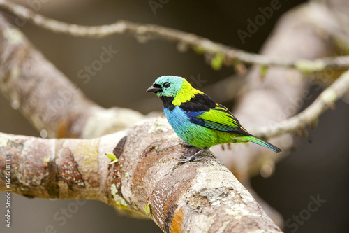Green-headed Tanager photo