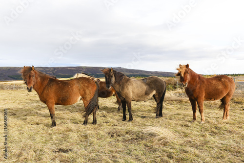 Group of Iceland Ponies
