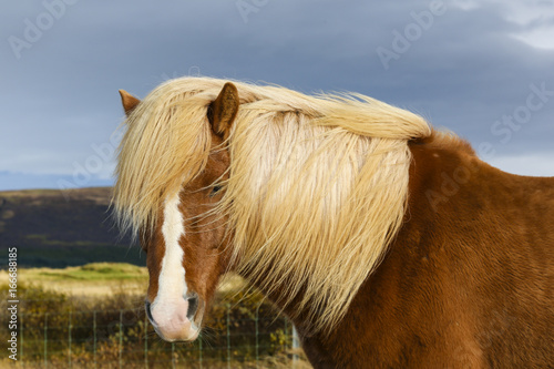 Portrait of an brown Iceland Pony