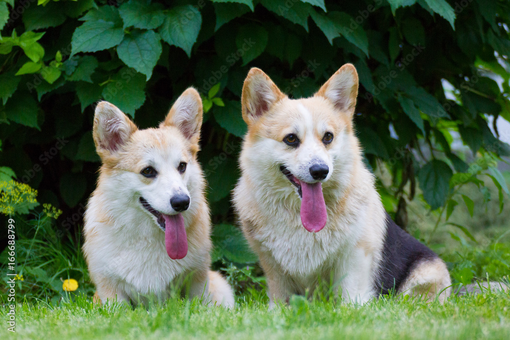 Two corgi sit on the grass under a bush