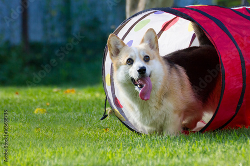Corgi peeps out of the agility tunnel on the summer lawn