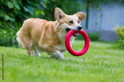 Corgi runs along the backyard lawn with a toy ring in his mouth