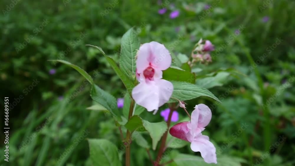 Impatiens glandulifera flower. Impatiens glandulifera flower.