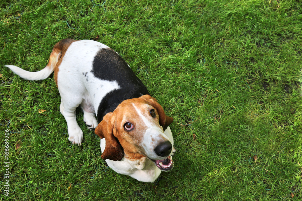Basset hound happily looks up and sits on green grass in summer