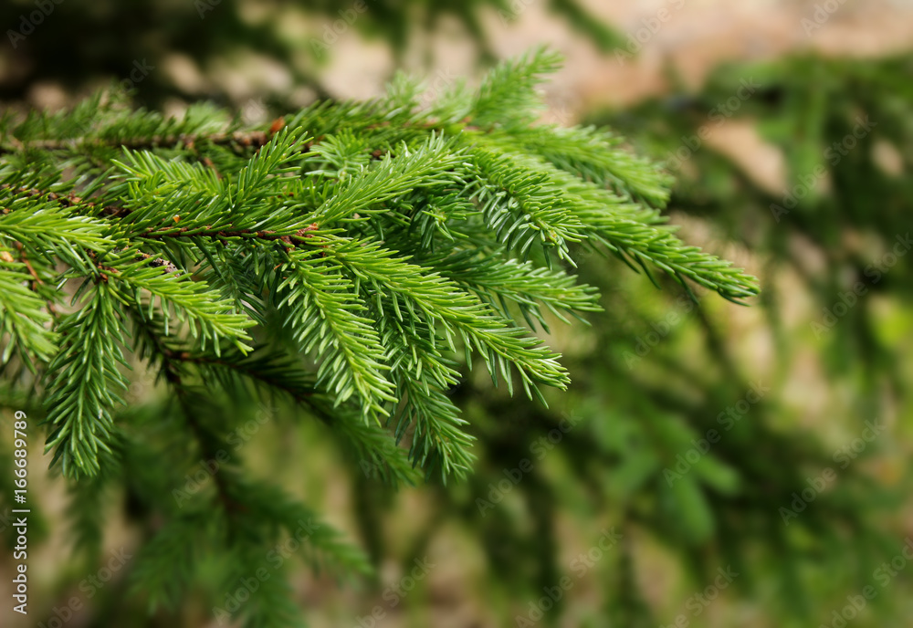 Green spruce tree branches Green spruce tree branches