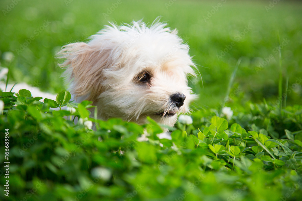 Happy white puppy lapdog peeking out of the green grass in the summer