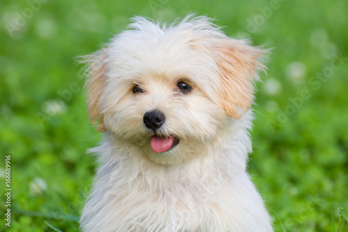 Joyful puppy of a lapdog sits on a summer green meadow
