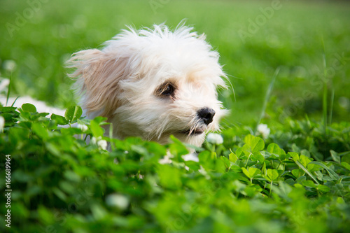 Happy white puppy lapdog peeking out of the green grass in the summer