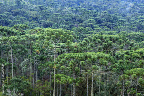 A forest of Parana (Araucaria) pines (Araucaria angustifolia) in the mountains near Sao Paulo, Brazil