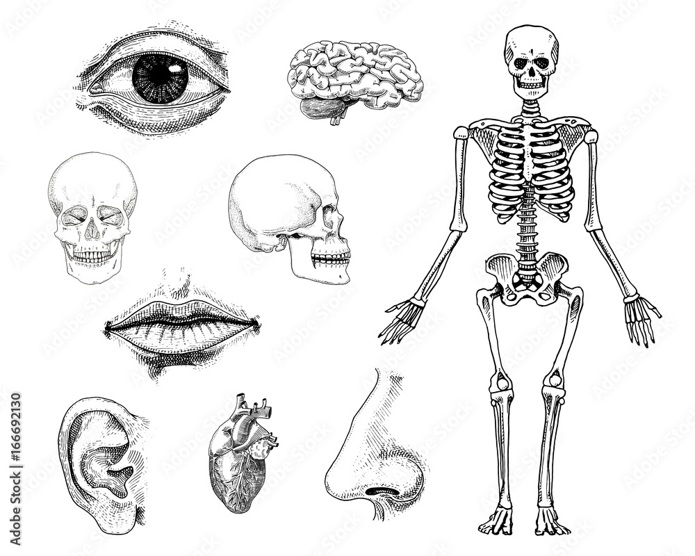 human skeleton anatomy drawing