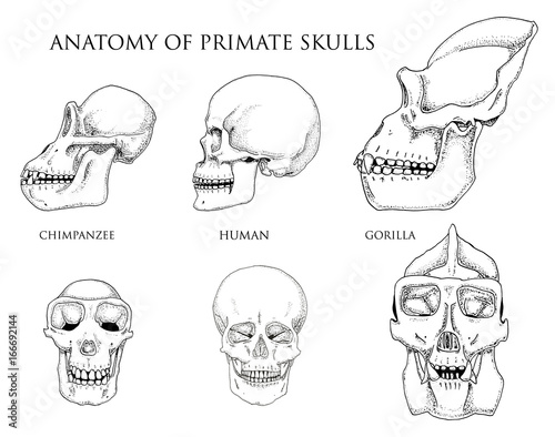 Human and chimpanzee, gorilla. biology and anatomy illustration. engraved hand drawn in old sketch and vintage style. monkey skull or skeleton or bones silhouette. front view or face and profile.