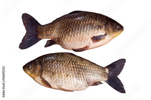 Two  whole unpeeled fish crucian carp isolated on white background. Fresh fish with scales. Freshwater fish from the lake. Life fish.