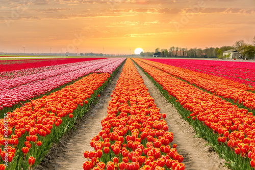 Photography Landscape of Netherlands tulips with sunlight in Netherlands..