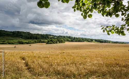 Wheat field under clouds photo