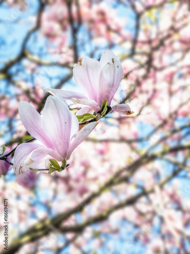 Magnolia tree flowers in blossom