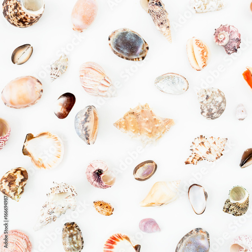 Natural pattern with tropical sea shells on white background. Flat lay. Top view. Ocean background