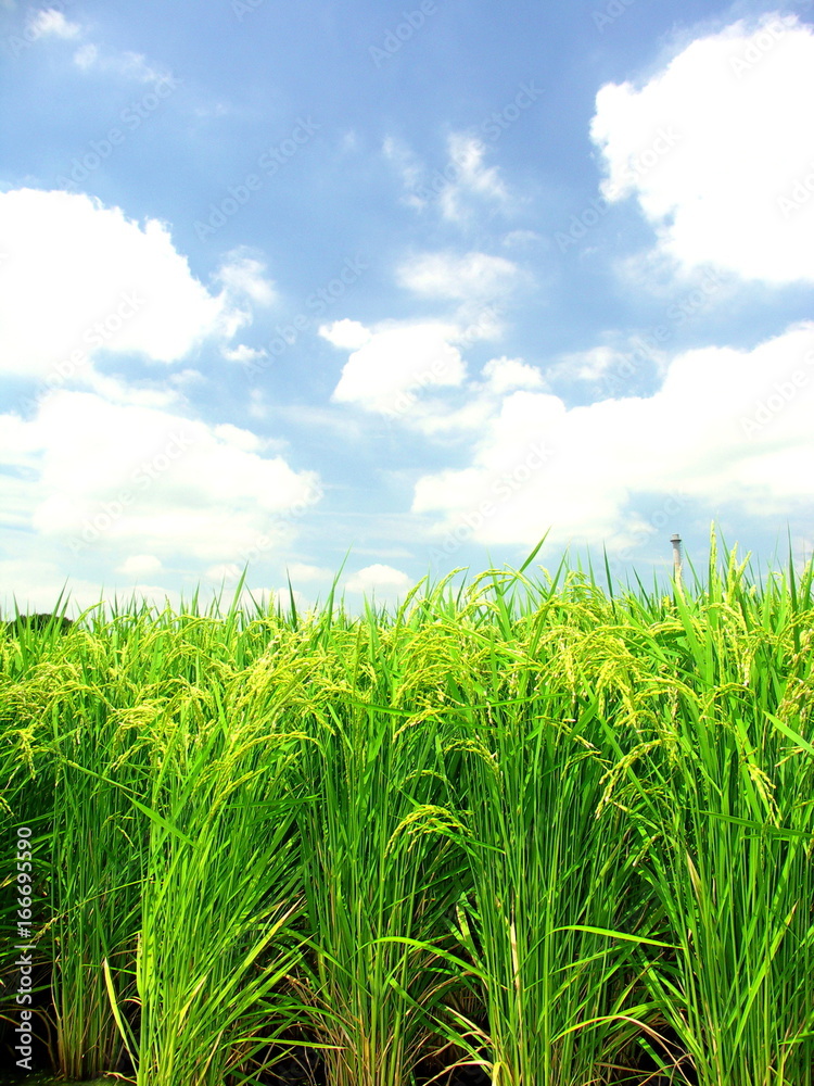 夏の田圃風景