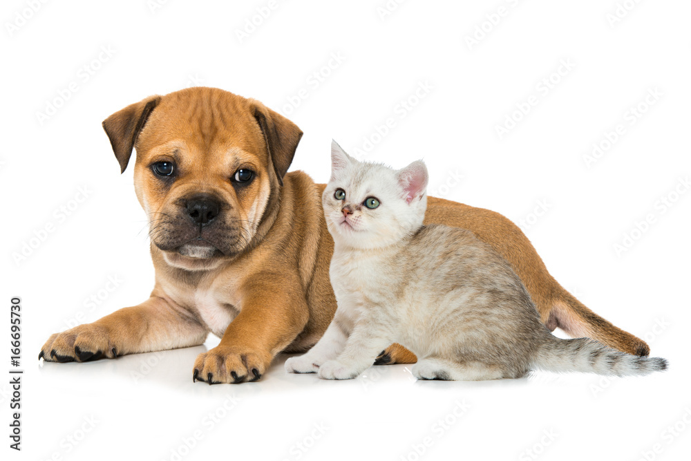 Obraz premium Welpe und Kätzchen