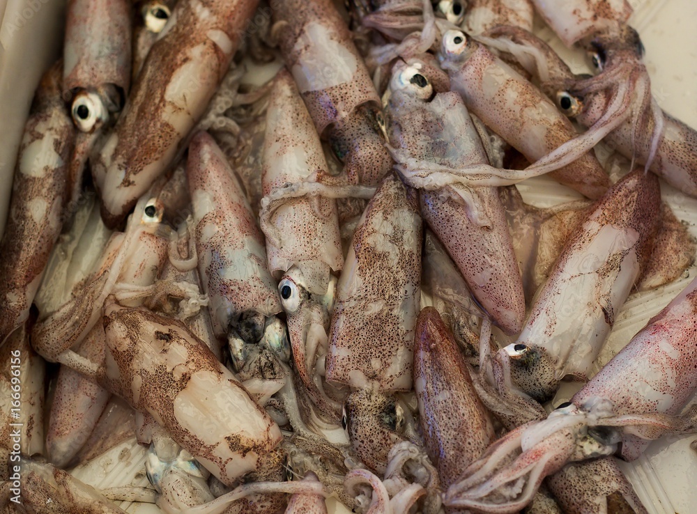 fresh cuttlefish on the local fish market