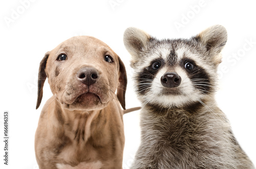 Fototapeta Naklejka Na Ścianę i Meble -  Portrait of a funny pit bull puppy and raccoon, closeup, isolated on white background