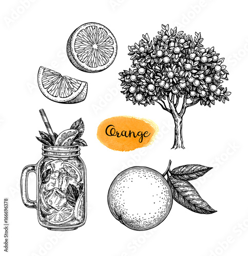 Ink sketch of orange