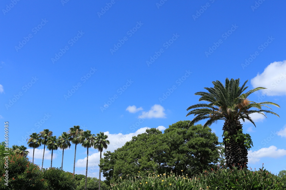 Fototapeta premium 大阪市の自然