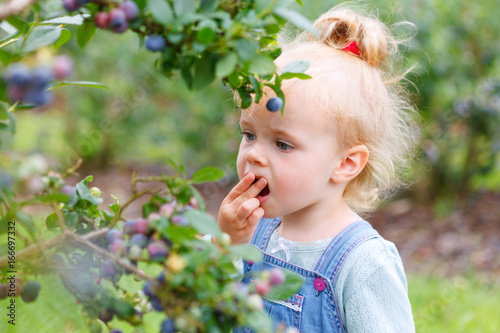 gather blueberries