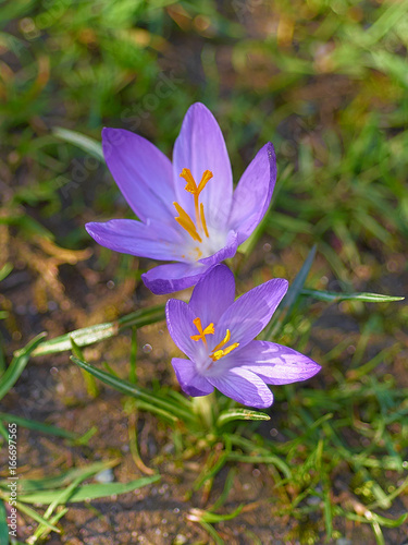 Macro Close-up shot of Crocuses in the WIld (Crocus ligusticus)