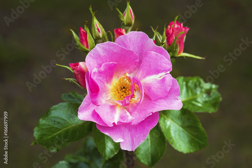 Flower pink rose Andersen