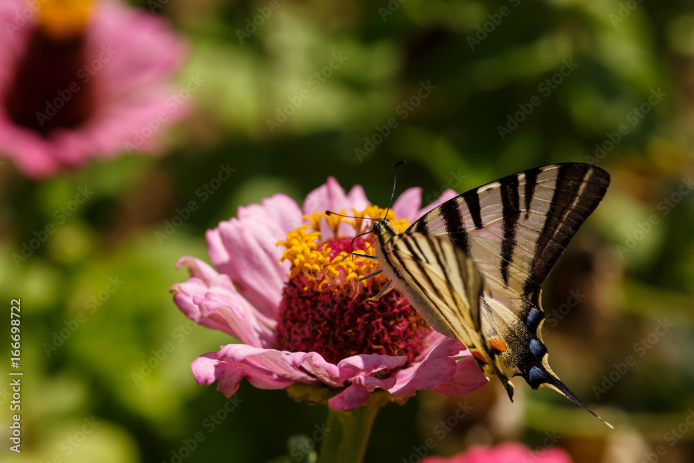 Obraz premium Macro of a Swallowtail Papilionidae butterfly on a zinnia elegans flower against blurred natural background on a bright summer day