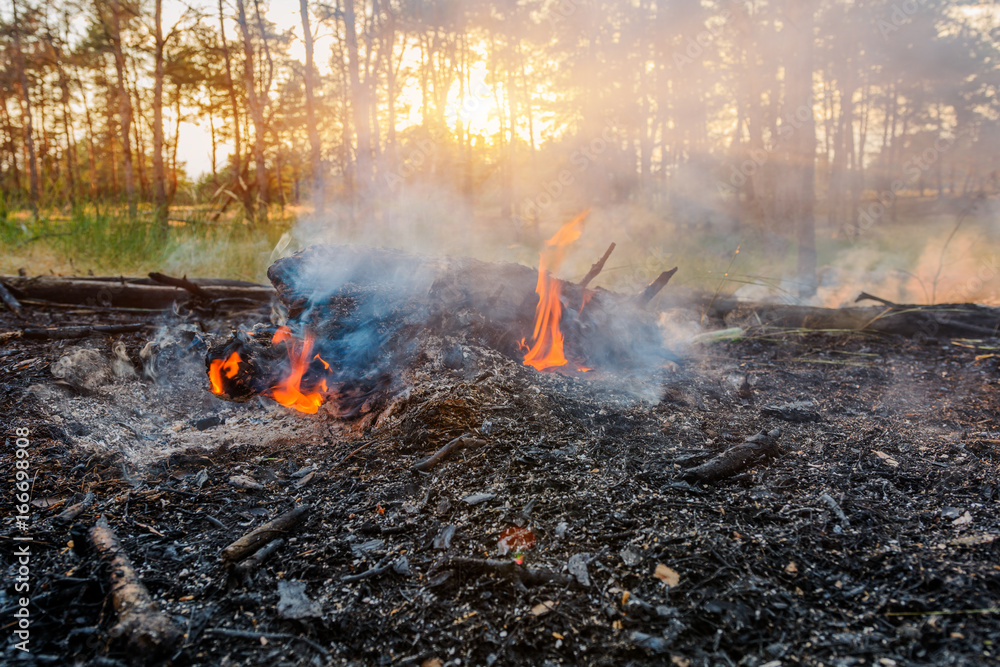 Forest fire. fallen tree is burned to the ground a lot of smoke when Wildfire Forest fire. fallen tree is burned to the ground a lot of smoke when Wildfire