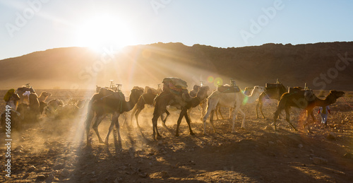 Sahara Desert Camel Ride