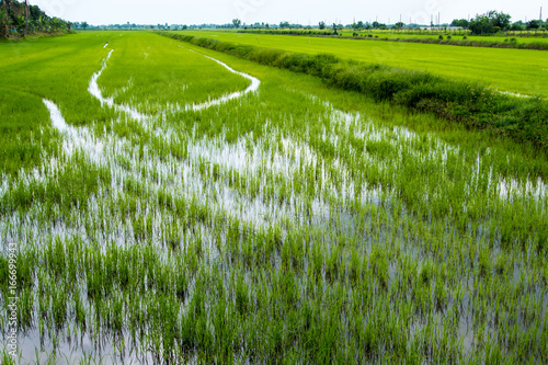 Green and freshness of rice field scenery