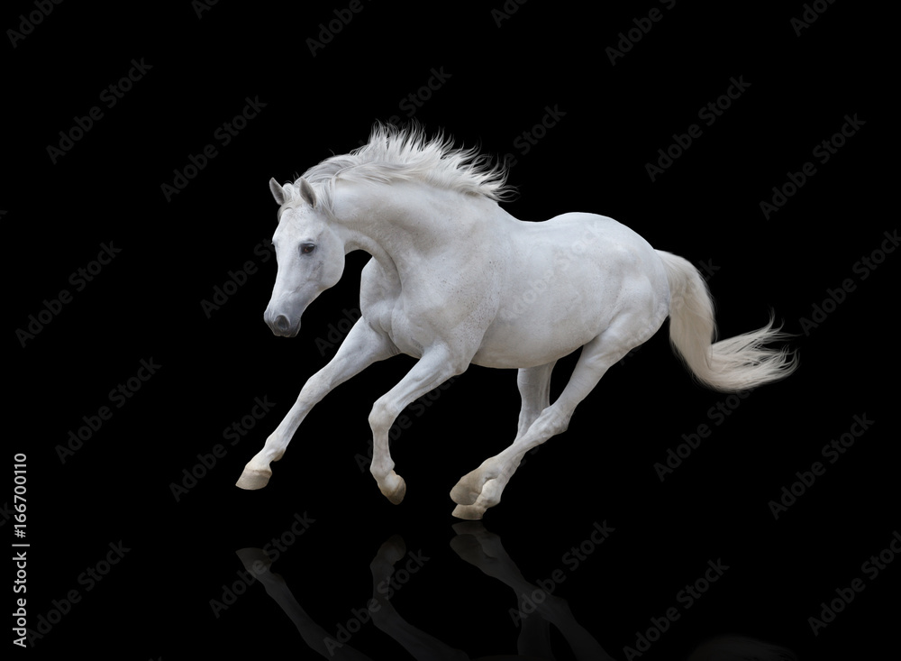 white horse runs isolated on black background