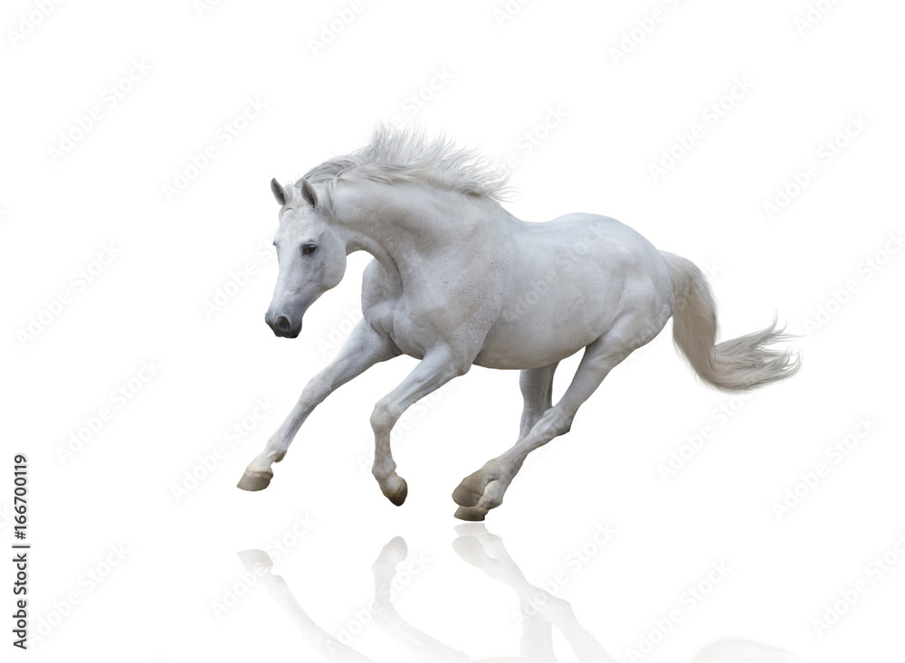 white horse runs isolated on white background